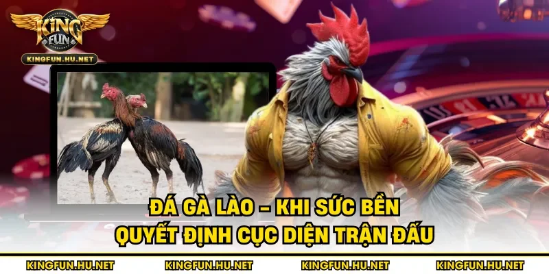 Đá gà Lào